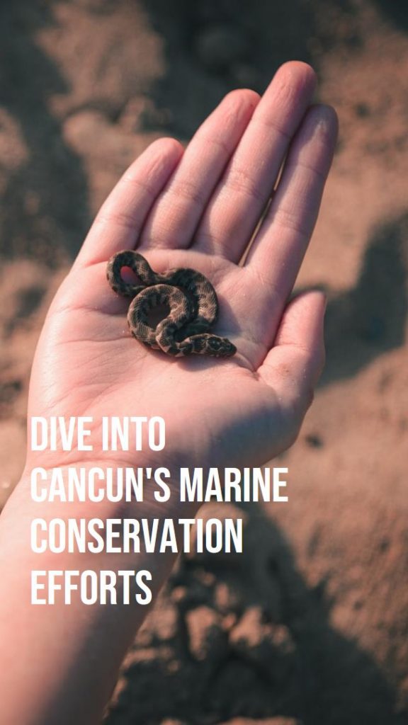 A Look into Cancun's Marine Conservation Initiatives