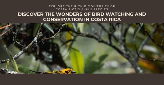 Bird Watching and Bird Conservation in Costa Rica