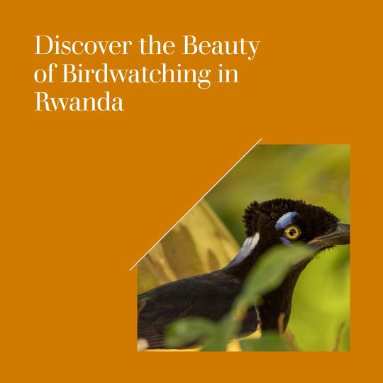 Birdwatching in Rwanda