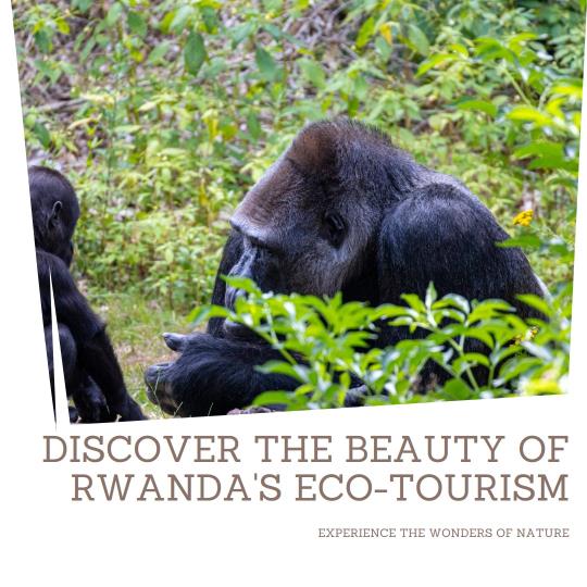 Exploring Rwanda's Eco-Tourism