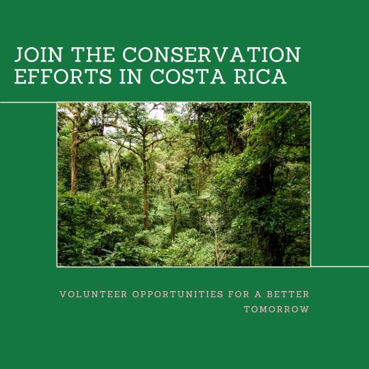 Volunteer Opportunities for Conservation in Costa Rica