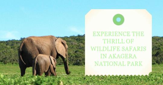 Wildlife Safaris in Rwanda's Akagera National Park