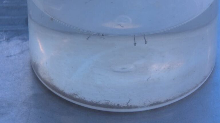 Aggressive mosquito species spreads across Las Vegas valley