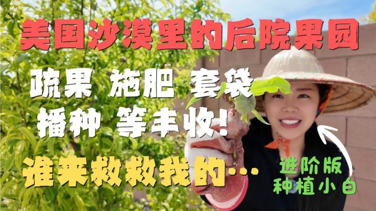 美国🇺🇸Las Vegas沙漠后院果园初见丰收的苗头🍊求救❗️僵苗三年的果树到底该如何拯救❓😱