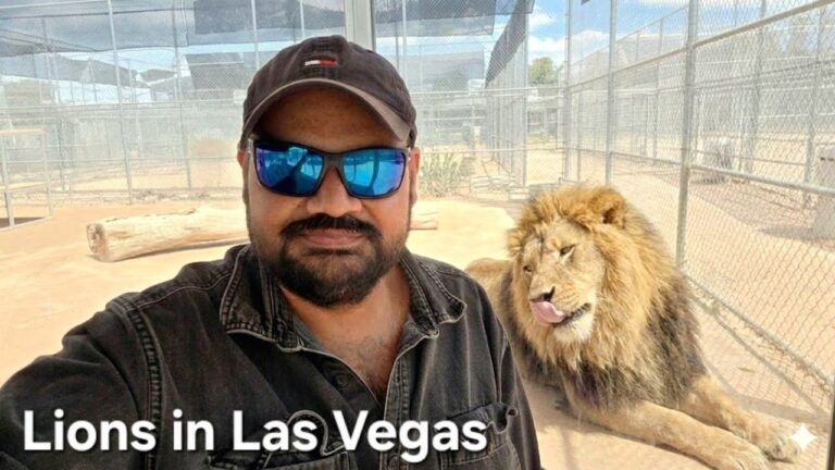 From Casinos to Big cats – why Lions in Las Vegas? Telugu vlogs