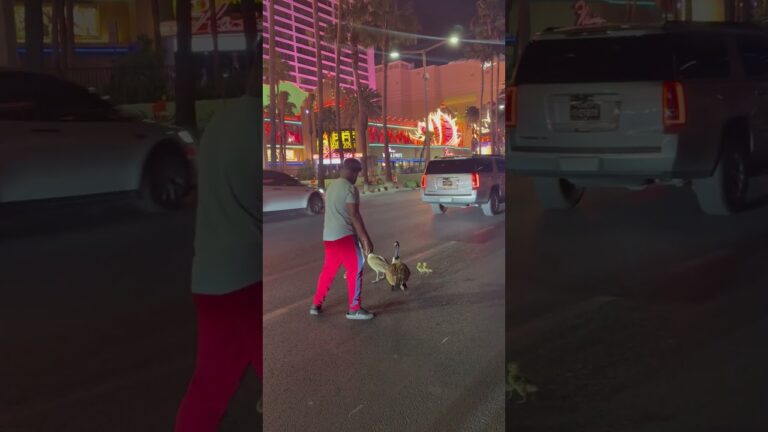 Goose Family Walks The Las Vegas Strip || ViralHog