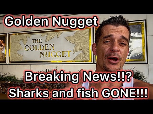 What Happened to the Sharks!?! Golden Nugget Review 2026