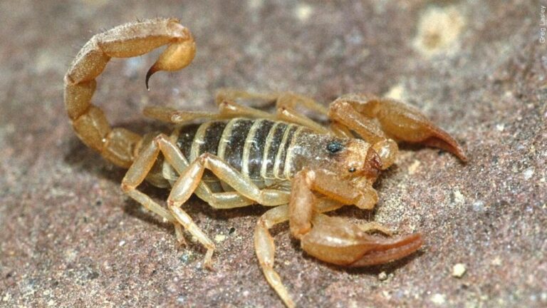 Mice, scorpions on the move as Las Vegas construction pushes pests into neighborhoods