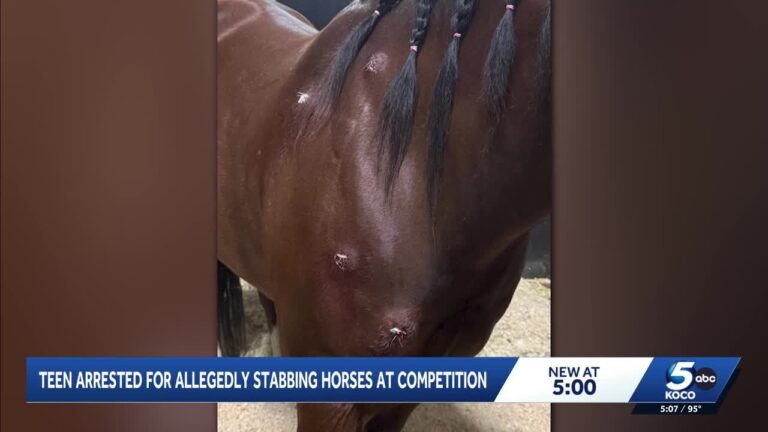Teen arrested for stabbing horses at Las Vegas barrel racing