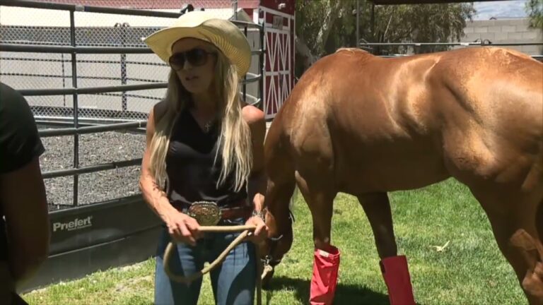 Teenage girl arrested after competition horses were stabbed in Las Vegas
