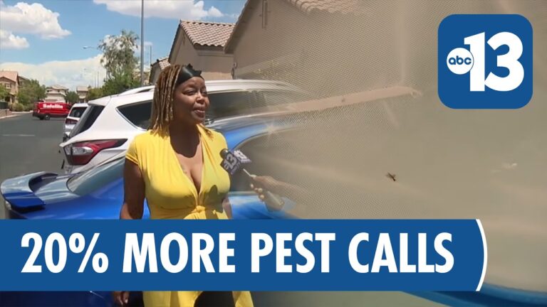 Monsoon Season Triggers Surge in Bugs in Las Vegas Backyards