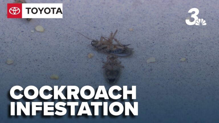 Southeast Valley residents report roach infestation issue across neighborhoods, seek help