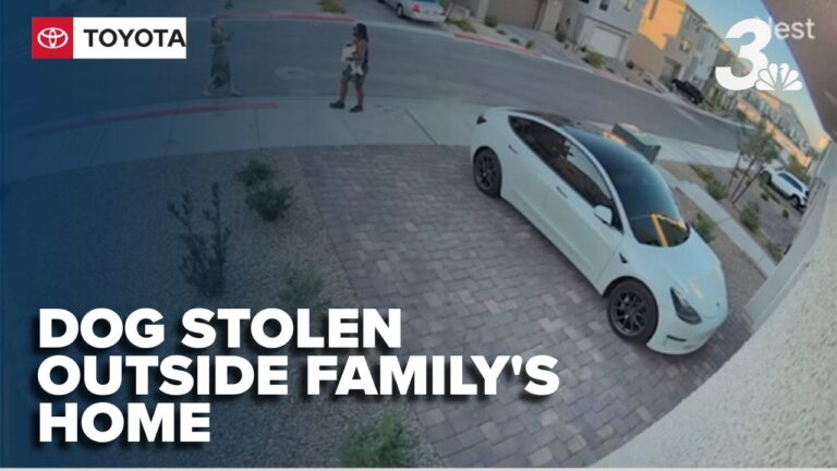 Surveillance footage shows man appearing to take a Las Vegas family’s Pomeranian