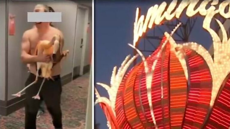 Jury reaches verdict in Las Vegas flamingo abuse case