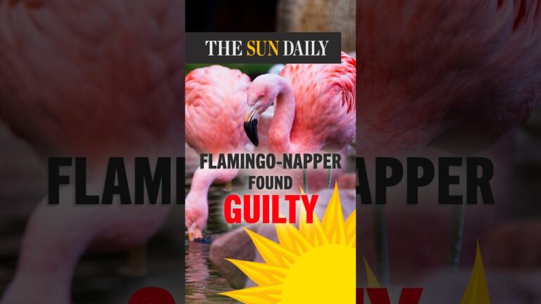 Man who took Peachy the flamingo from Las Vegas hotel exhibit found guilty of animal cruelty