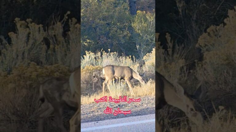 اية الكرسي #آية_الكرسي #سحر_الطبيعة  las Vegas city amazed me in october  #lasvegas #Quran